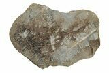 Fossil Fern (Pecopteris) Nodule Pos/Neg - Mazon Creek #270162-1